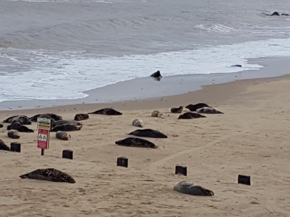 הוילה Sea Palling Coastal Terrace Dogs Welcome Optional Hot Tub מראה חיצוני תמונה